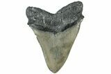 Serrated, Fossil Megalodon Tooth - North Carolina #311101-2